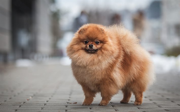 Pomeranian Spitz, brown fluffy dog, pets, cute animals, puppies, dogs
