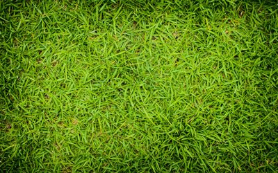 4k, 緑の芝生の質感, 近, 芝トップ, 植物感, 草背景, 草感, 緑の芝生, グリーンバック, マクロ