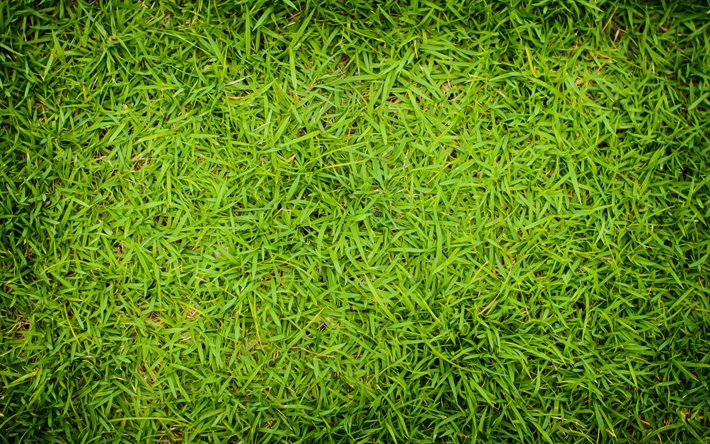 4k, 緑の芝生の質感, 近, 芝トップ, 植物感, 草背景, 草感, 緑の芝生, グリーンバック, マクロ