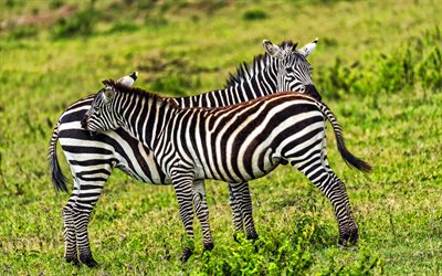 Zebror, 4k, vilda djur, gr&#228;smark, savannah, Afrika, Hippotigris