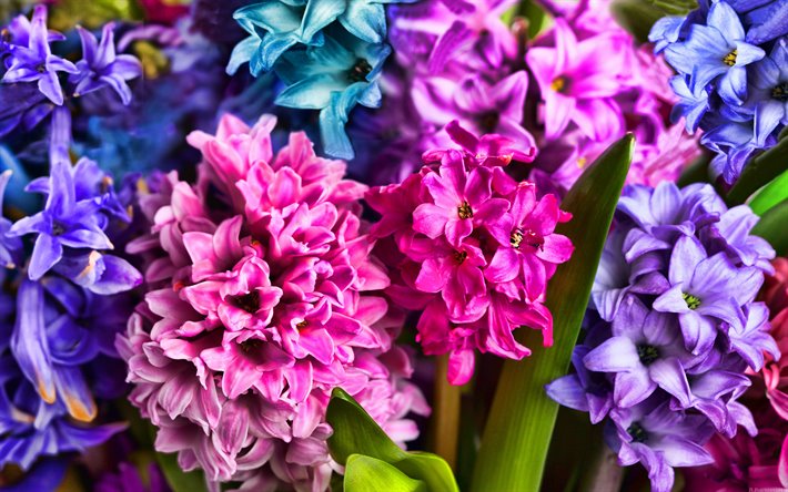 colorido jacintos, HDR, macro, hermosas flores, jacintos, Hyacinthus, flores de colores