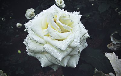 rosa bianca, rugiada, macro, bokeh, fiori bianchi, rose, boccioli, rose bianche, sfondi sfocati, bellissimi fiori, sfondi con rose, boccioli bianchi