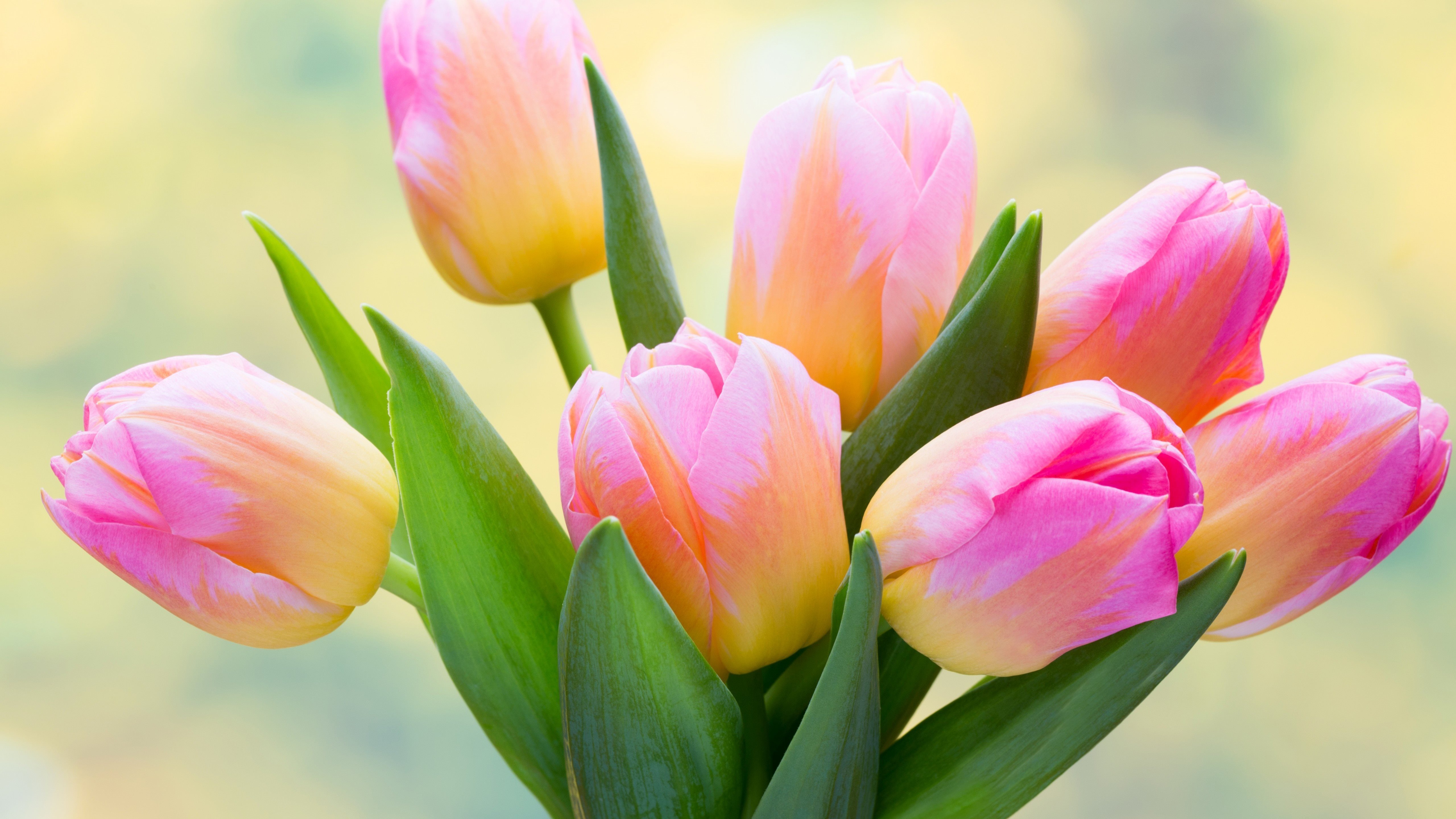 https://besthqwallpapers.com/Uploads/1-12-2016/10095/pink-tulips-5k-bouquet-blur.jpg