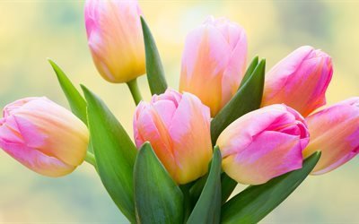 tulipas cor-de-rosa, 5K, buqu&#234;, blur
