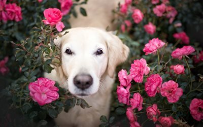ゴールデンレトリーバー, 5K, 犬, ピンク色のバラ