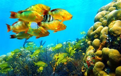 unterwasser, fische, tropische fische, tropische insel, ozean
