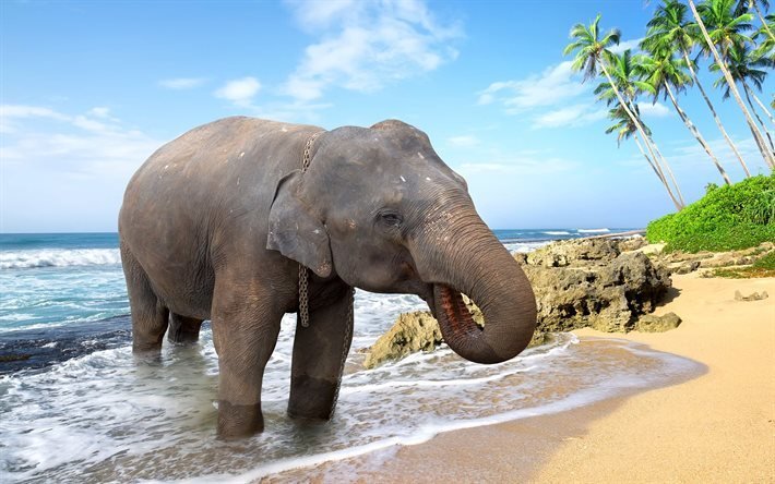elephant, beach, palm trees, ocean, Thailand