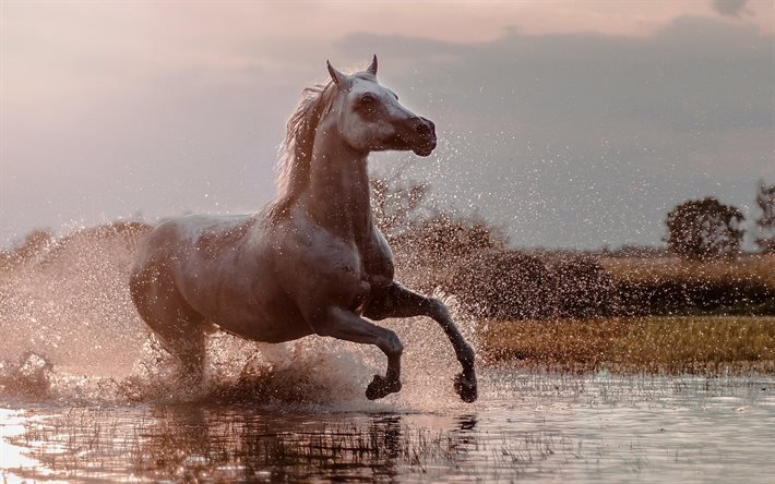 cavalo, lago, spray, cavalo cinza