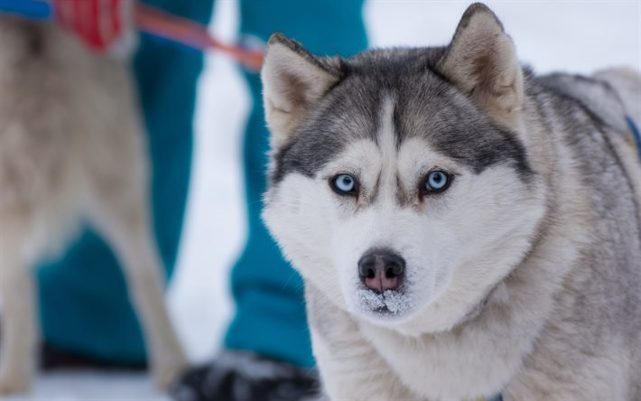 Husky, cão, inverno, neve, Sibéria