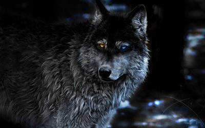 wolf, blur, fantasy art, night, predators, heterochromia