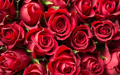 rosas vermelhas, 4k, rosas, flores vermelhas, buqu&#234;