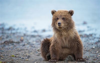 pequeno filhote de urso, predador, rio, pardo, ursos, Alasca, EUA