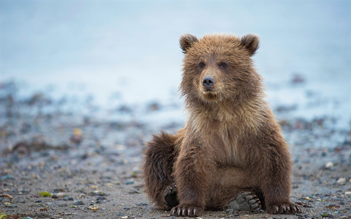peque&#241;o oso cachorro, depredador, r&#237;o, pardos, osos, Alaska, estados UNIDOS