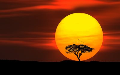 desert, sunset, bright sun, tree silhouette, birds