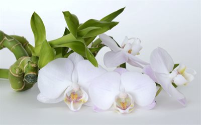 valkoinen orkidea, trooppinen valkoinen kukkia, kaunis kukka, orkideat
