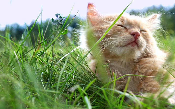 ginger kitten, grass, pets, ginger cat, kitten, cats, cute animals