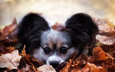 cute dog, autumn, leaves, dog, big ears, pets