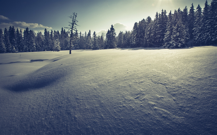 neve, p&#244;r do sol, noite, floresta, inverno, coberto de neve do campo, paisagem de inverno, montanhas