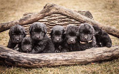 4k, Newfoundland, puppies, dogs, funny animals, cute dog, pets
