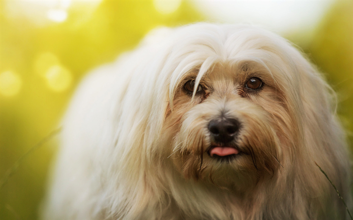 La habana Bichon, close-up, mascotas, blanco Havanese, arbustos, perro, HDR, bokeh, Bichon Havanese, perros, esponjoso perro, animales lindos, la Habana Bichon Perro, Havanese