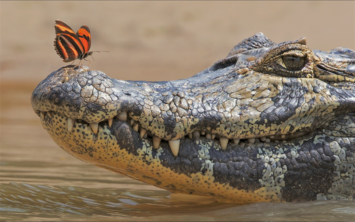 crocodilo, predador, a vida selvagem, borboleta, rio, &#193;frica, jacar&#233;
