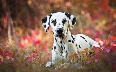 Dalmatian, close-up, puppy, autumn, domestic dog, Dalmatian Dog, cute animals, pets, dogs