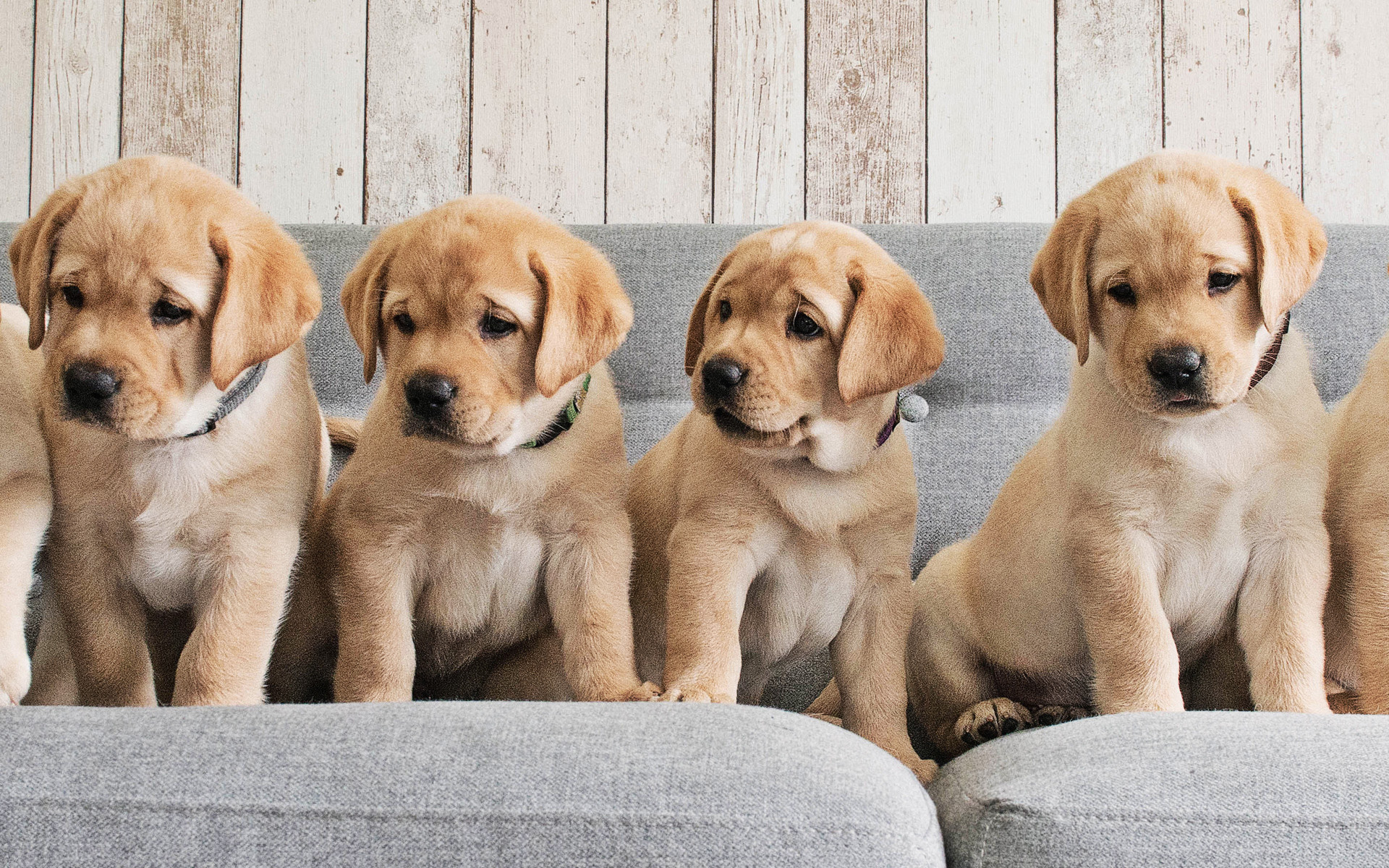 ダウンロード画像 ゴールデンレトリーバー 家族 子犬 かわいい動物たち 犬 ペット Labradors ゴールデンレトリーバー犬 画面の解像度 19x10 壁紙デスクトップ上