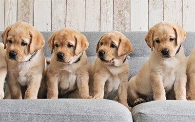 Golden Retriever, family, puppies, cute animals, dogs, pets, labradors, Golden Retriever Dog
