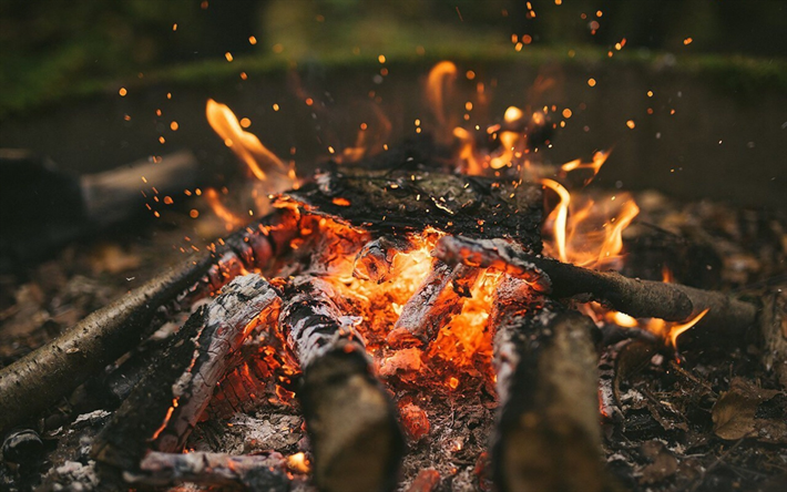 feuer, flamme, brennen, baum, camping