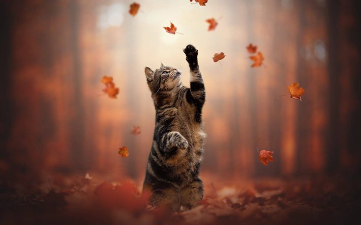 American shorthair cat, forest, autumn, red leaves, gray cat, cute animals, cats