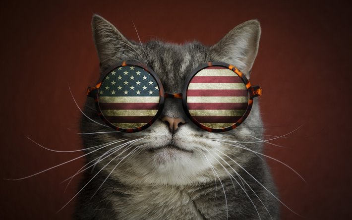 gracioso gato, bandera estadounidense, animales divertidos, gato con gafas, la bandera de estados UNIDOS