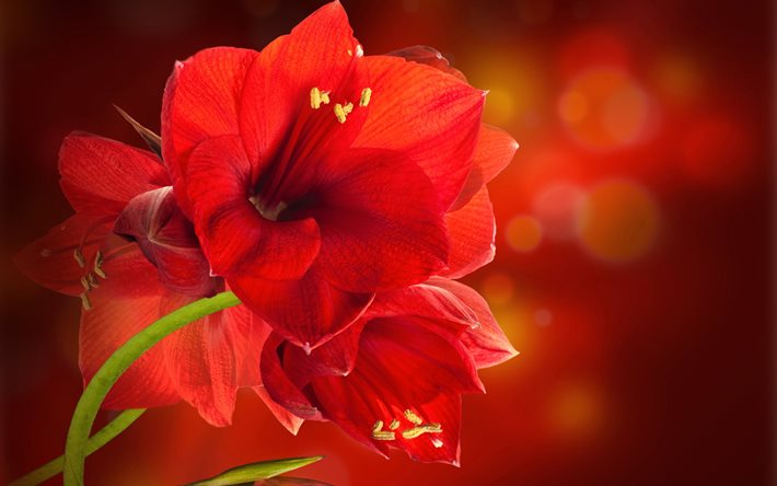 Amaryllis, 4k, macro, fleurs rouges, bokeh, belles fleurs, Amaryllidaceae