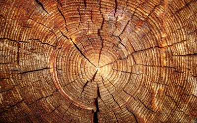 4k, textura de madera agrietada, tronco seccional, macro, fondo de madera marr&#243;n, texturas de madera, fondos marrones, fondos de madera, madera marr&#243;n