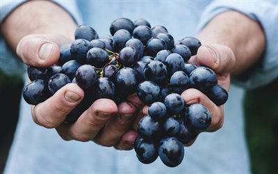 uvas nas mãos, colheita de uvas, frutas, uvas, vinhas, colheita, mãos