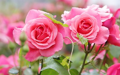 rosas cor de rosa, fundo com rosas, lindas flores cor de rosa, rosas, arbusto com rosas cor de rosa