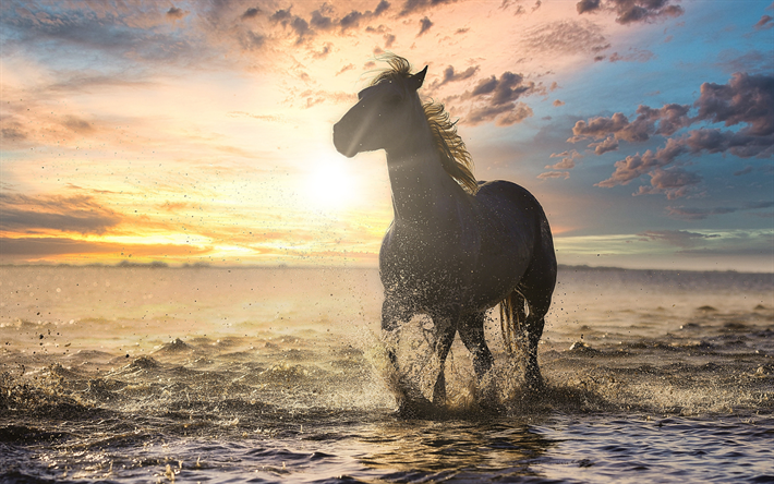 Cavallo in mare, sera, tramonto, cavallo bianco, spruzzi d&#39;acqua, bellissimo cavallo