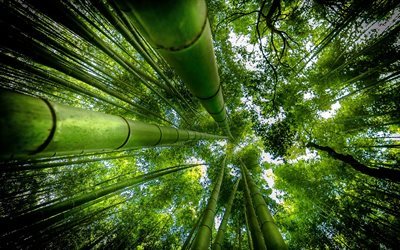 bambu, orman, uzun boylu bambu