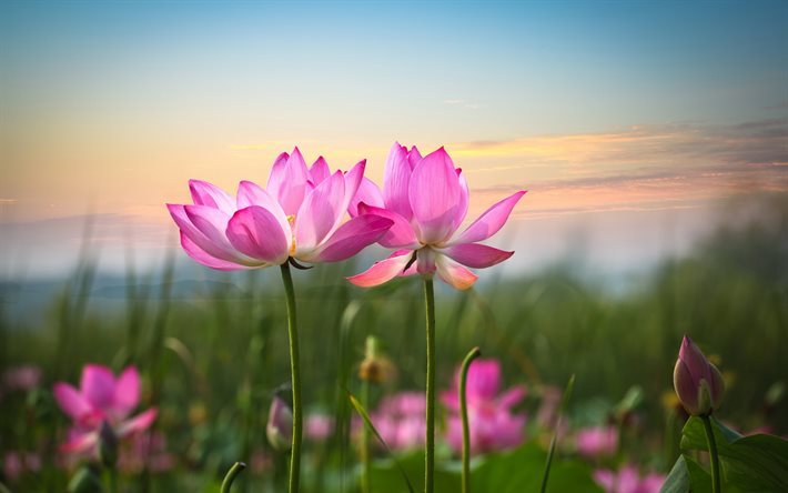 Lotus, du flou, des fleurs roses, ligne d&#39;horizon