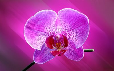 rosa orchidea, fiore tropicale, orchidee, fiori bellissimi