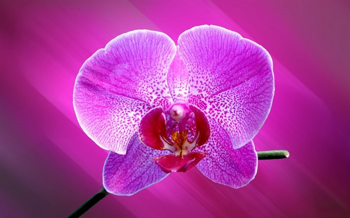 vaaleanpunainen orkidea, trooppinen kukka, orkideat, kauniita kukkia