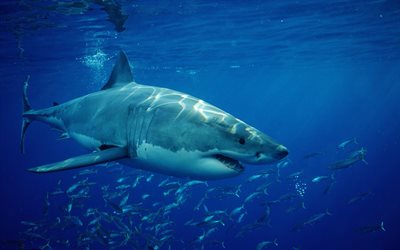 white shark, predator, underwater, huge shark, ocean