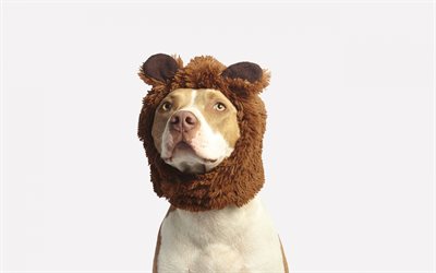 Pit Bull, 4k, komik k&#246;pek, Pit Bull Terrier, Evcil Hayvanlar, k&#246;pekler, Pitbull K&#246;peği