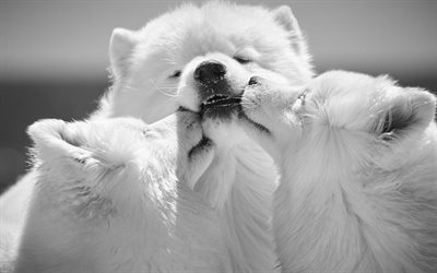 Samoyeds, branco fofo c&#227;es, c&#227;es bonitos, animais de estima&#231;&#227;o