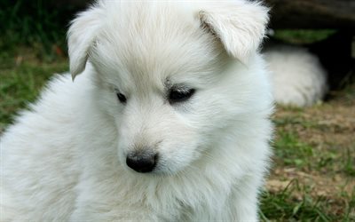 Kuvasz, puppy, dogs, muzzle, cute animals, pets, Kuvasz Dog