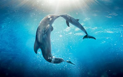 dolphins, underwater, mammals, dolphins pair, sea, water, 4к