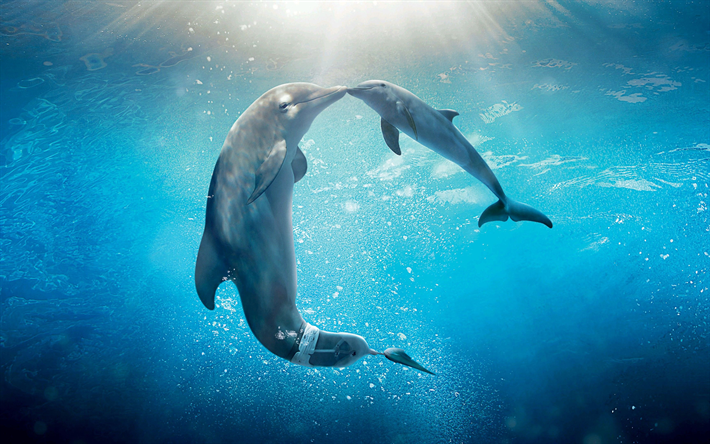 delfiner, vattnet, d&#228;ggdjur, delfiner par, havet, vatten, 4K