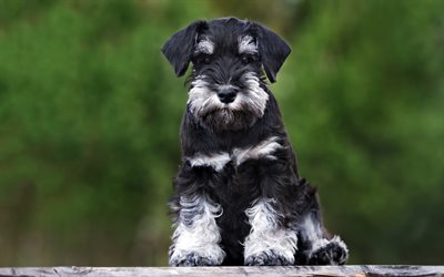 Miniature Schnauzer, dogs, cute animals, pets, black dog, Miniature Schnauzer Dog