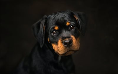Rottweiler, little puppy, cute animals, little black dog, black puppy