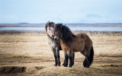 Cheval islandais, de la faune, des chevaux, de l&#39;Islande