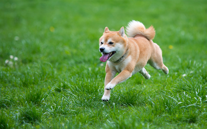 Shiba Inu, 4k, pets, dogs, lawn, green grass, running dog, Shiba Inu Dog